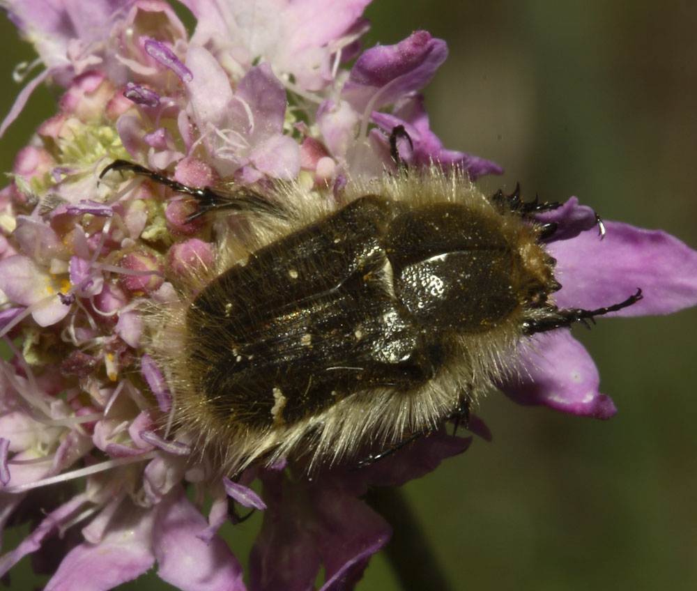 Tropinota squalida (Coleoptera, Cetoniidae)