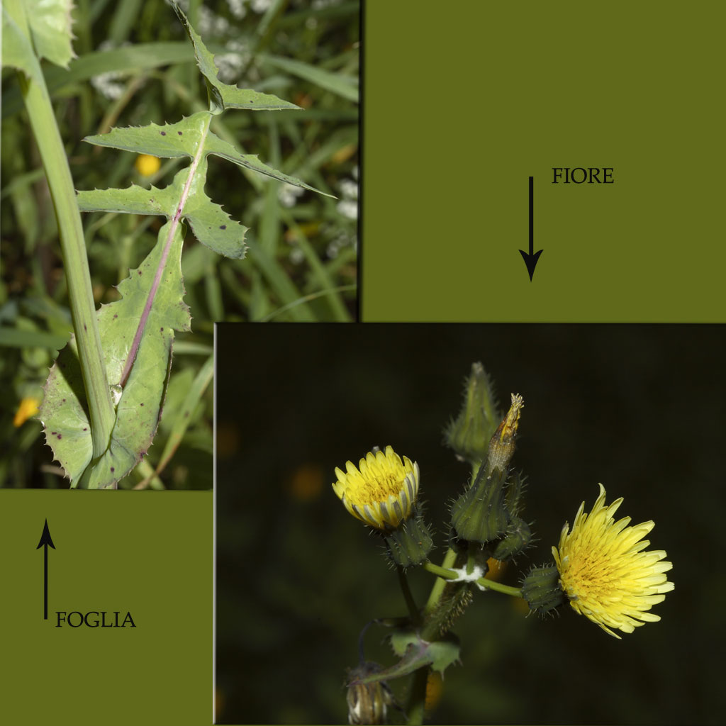 Sonchus oleraceus