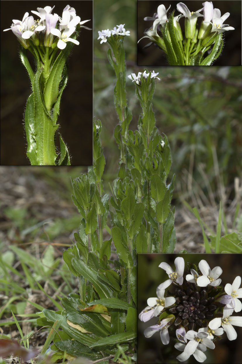 Arabios sagittata