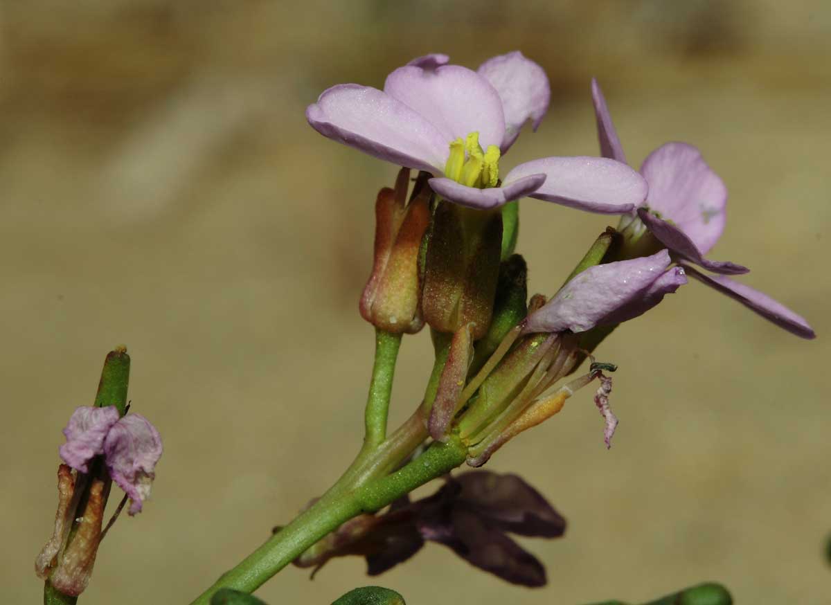 Cakile maritima / Ravastrello