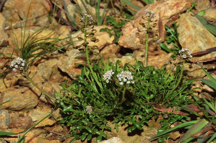 Teesdalia coronopifolia / Teesdalia con foglie di coronopo
