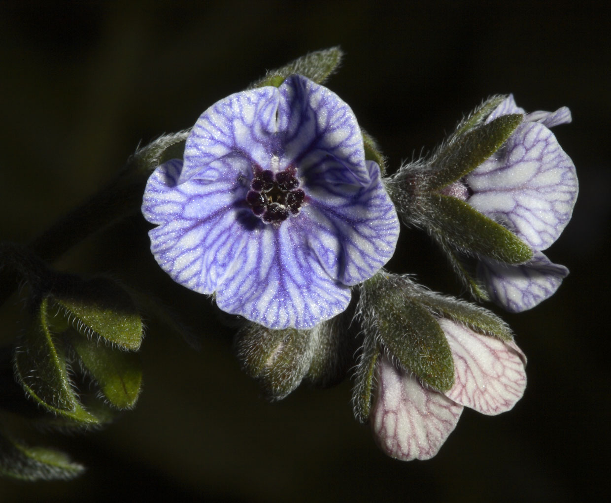 Cynoglossum creticum / Lingua di cane a fiori variegati
