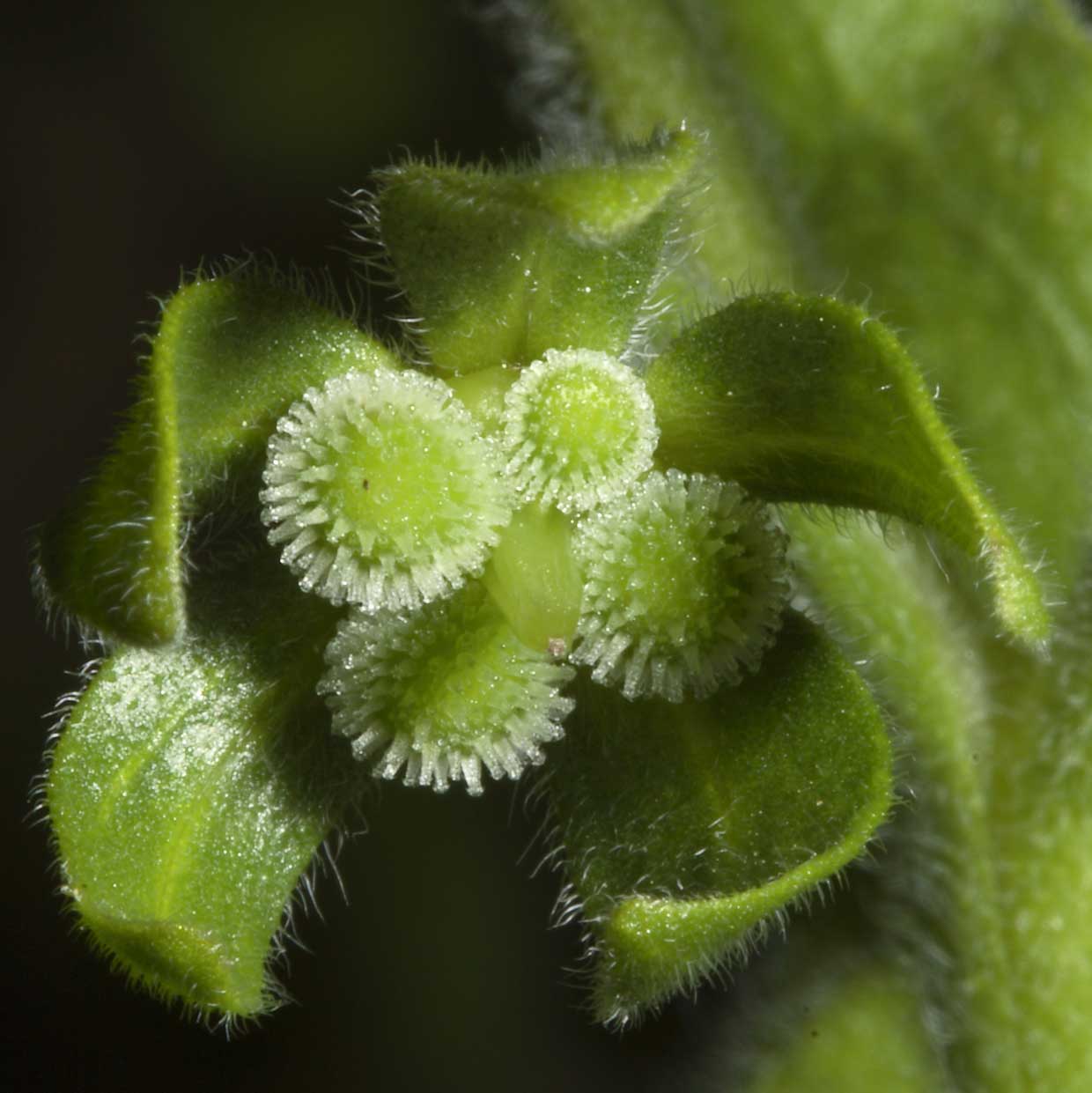 Cynoglossum creticum / Lingua di cane a fiori variegati