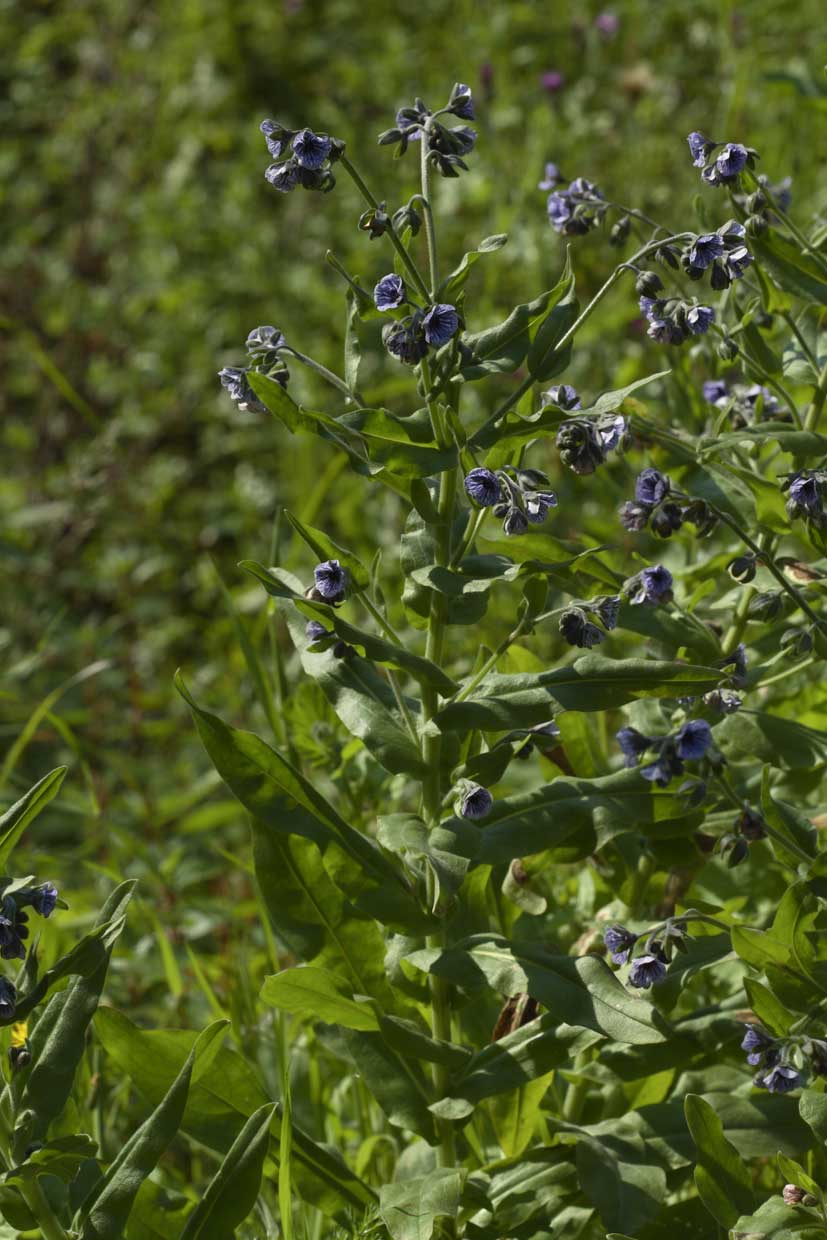 Cynoglossum creticum / Lingua di cane a fiori variegati
