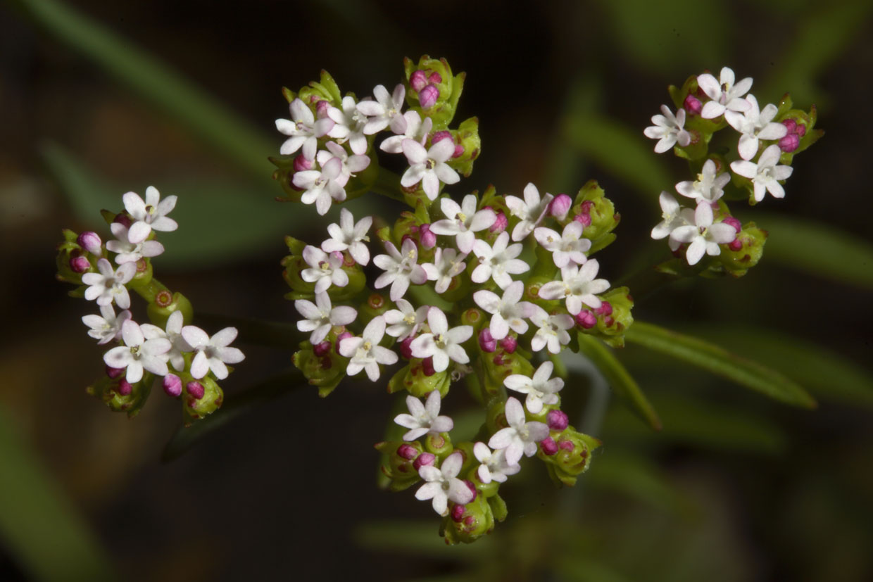 Centranthus calcitrapae / Camarezza monore