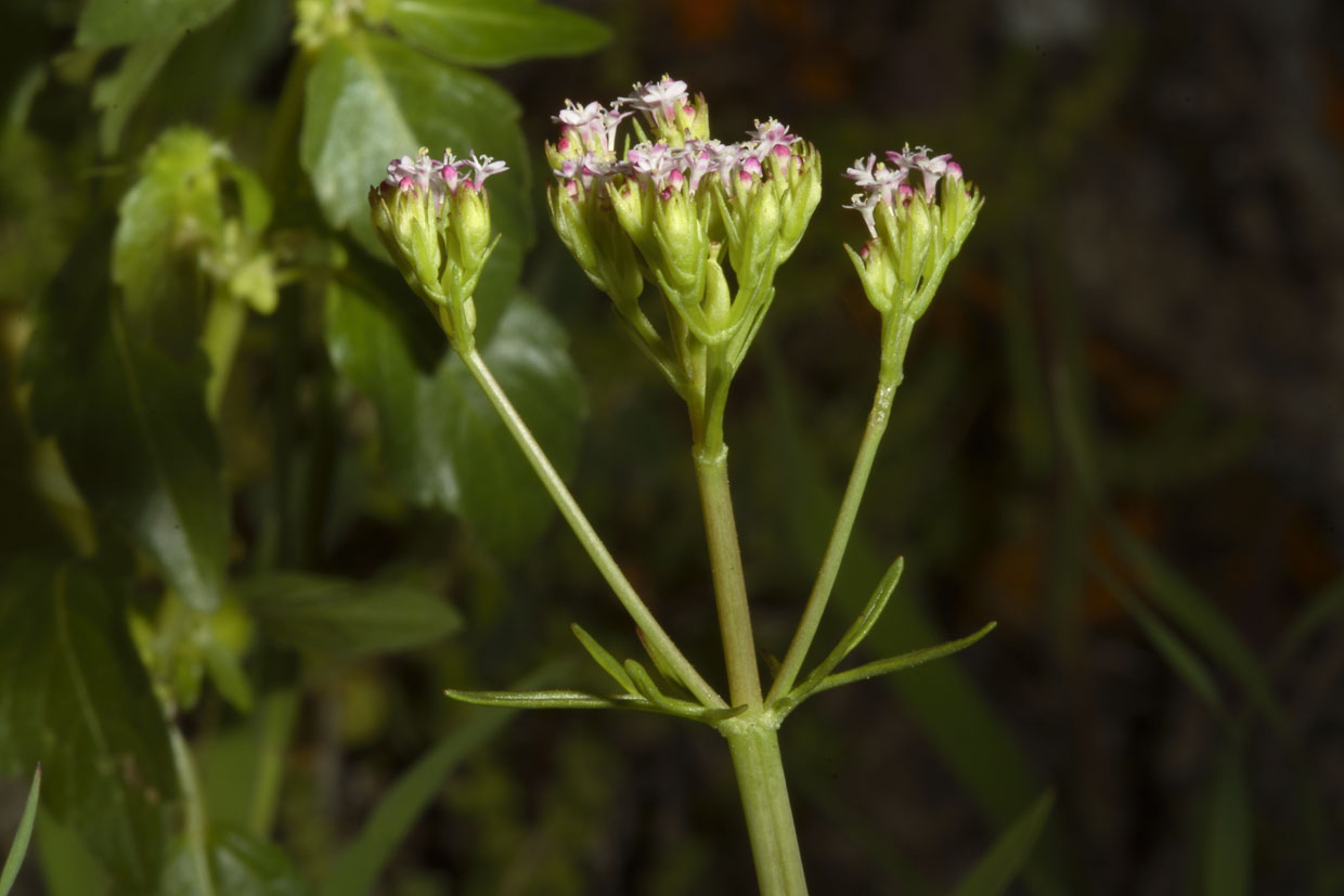Centranthus calcitrapae / Camarezza monore