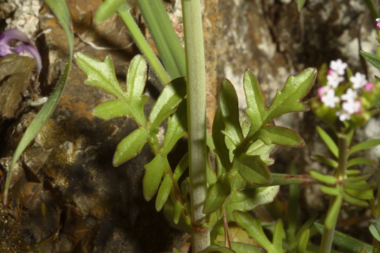 Centranthus calcitrapae / Camarezza monore
