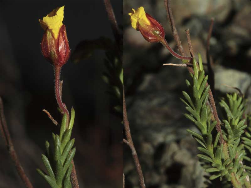 Fumana ericifolia (=Fumana ericoides)