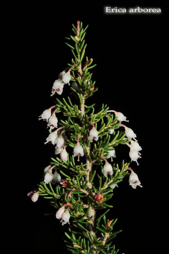 Erica arborea / Erica arborea