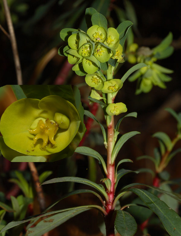 Euphorbia amygdaloides / Euforbia delle faggete