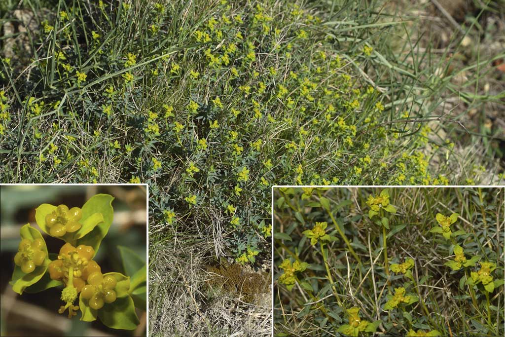 Euphorbia spinosa / Euforbia spinosa