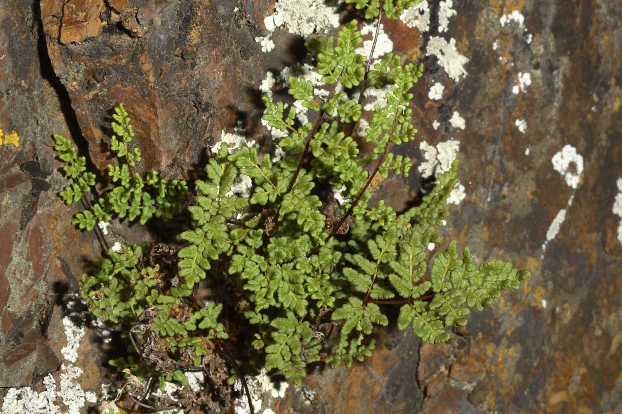 Cheilanthes acrostica ?