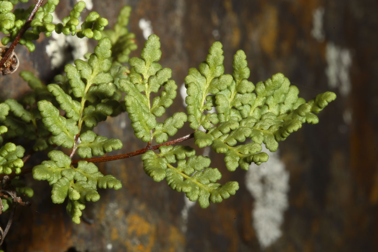 Cheilanthes acrostica ?