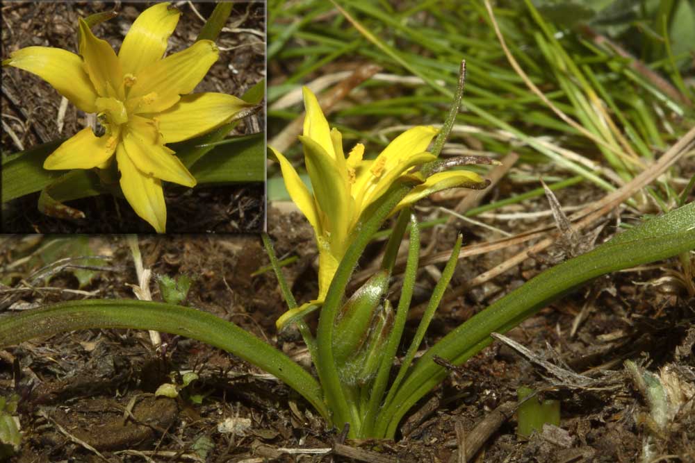 Gagea sp ...(giuro questa  l''ultima!)