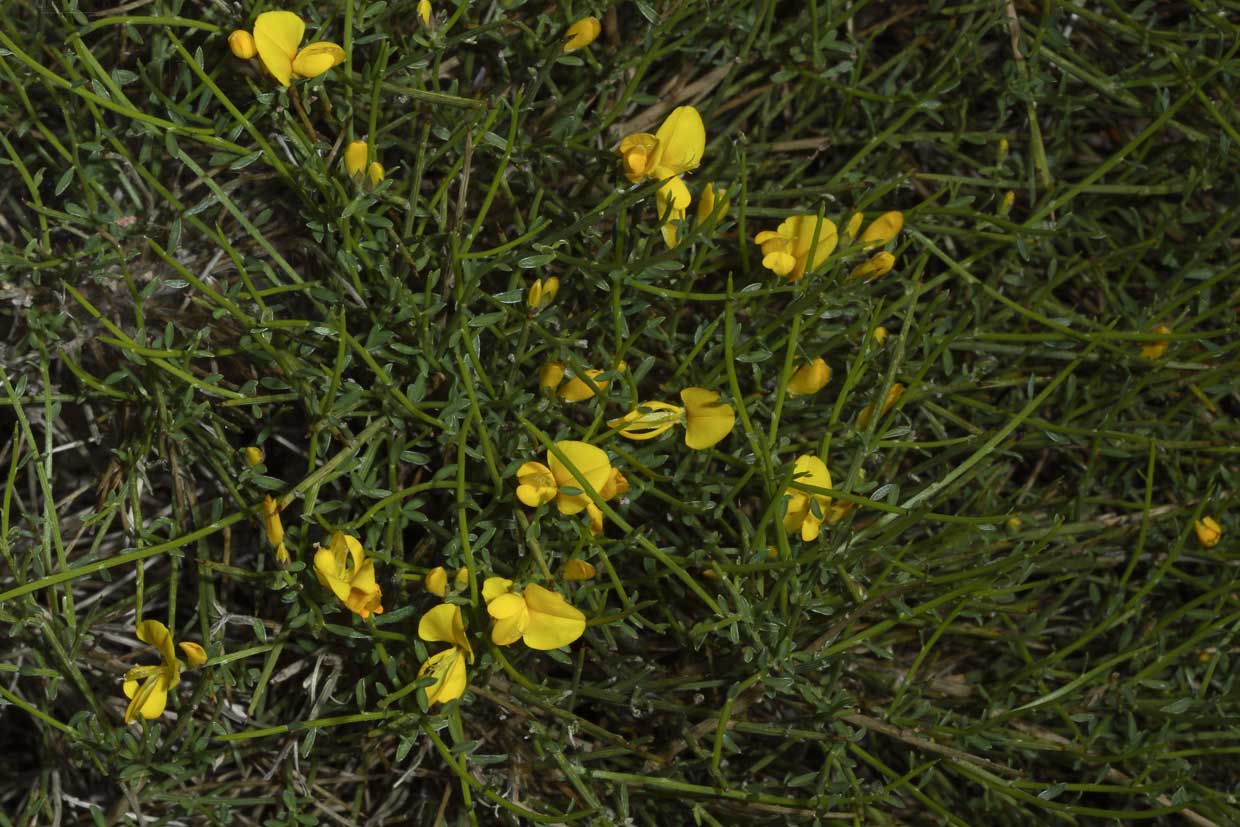 Genista desoleana
