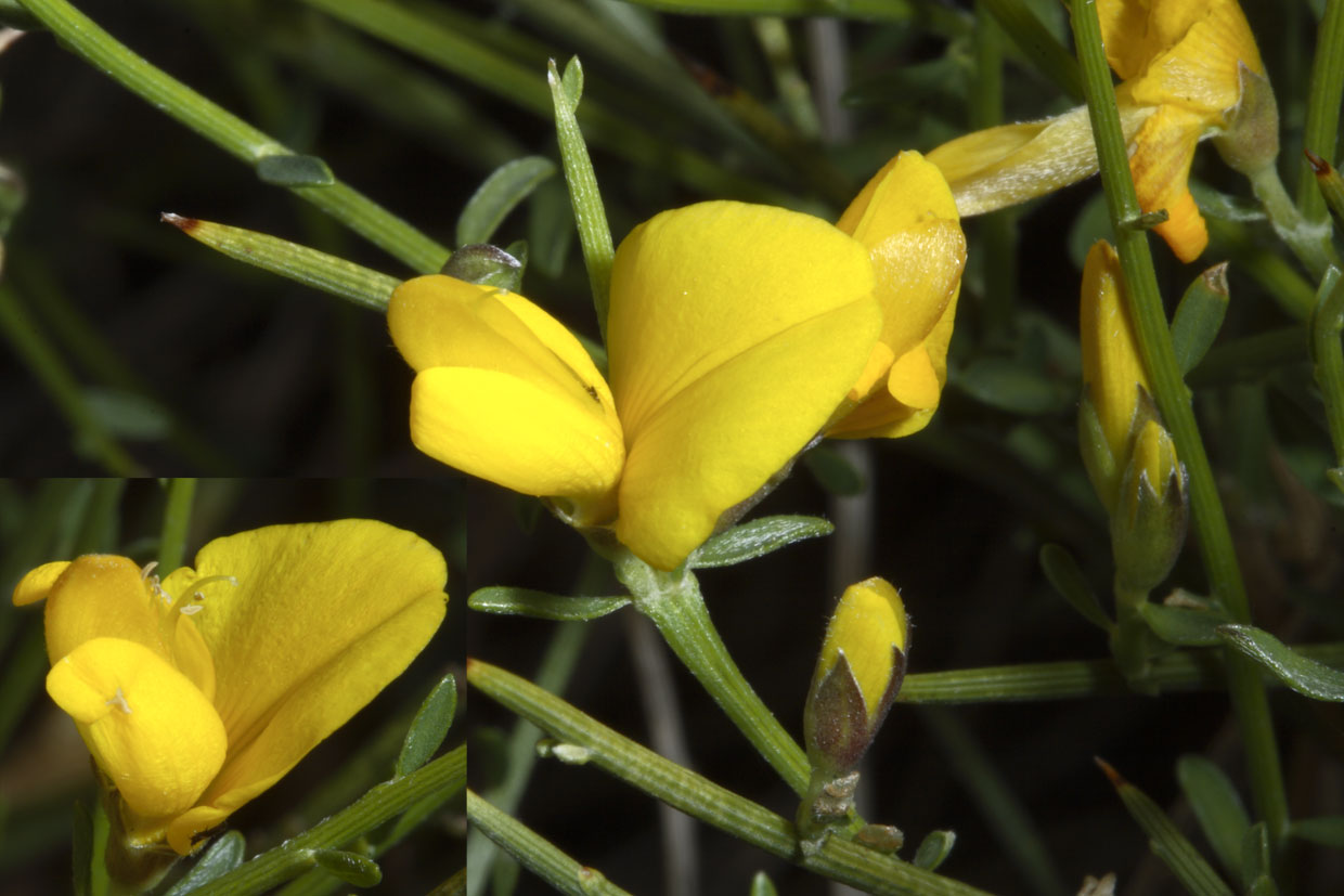 Genista desoleana