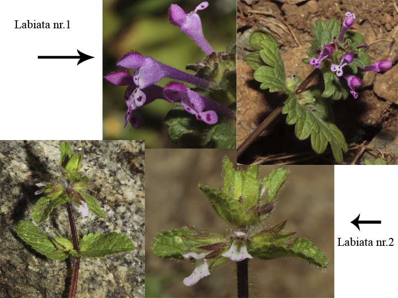 Lamium amplexicaule e Stachys arvensis