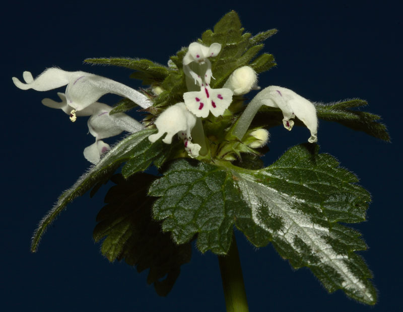 Lamium bifidum / Falsa Ortica bifida