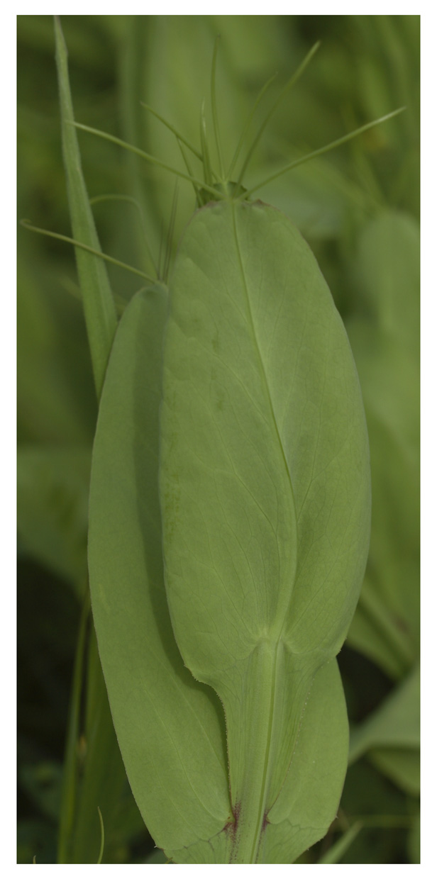 Lathyrus clymenum