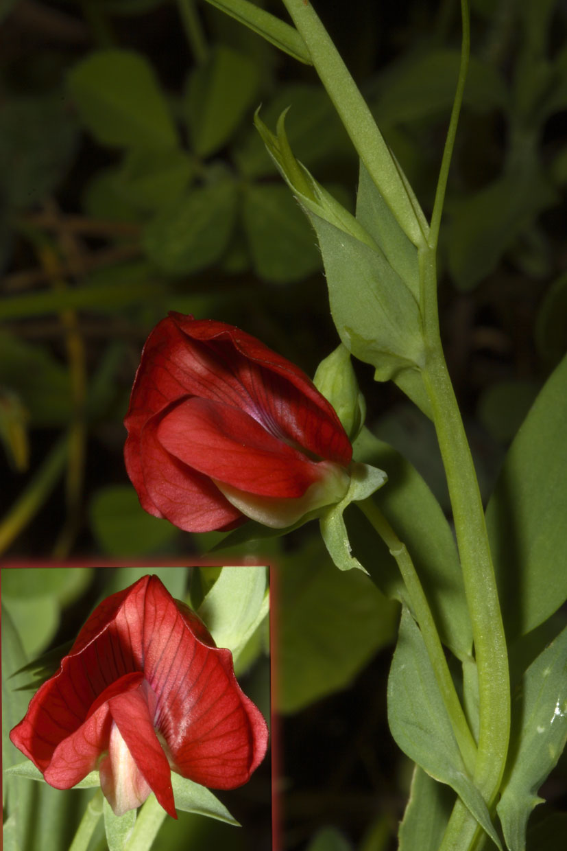 Lathyrus cicera