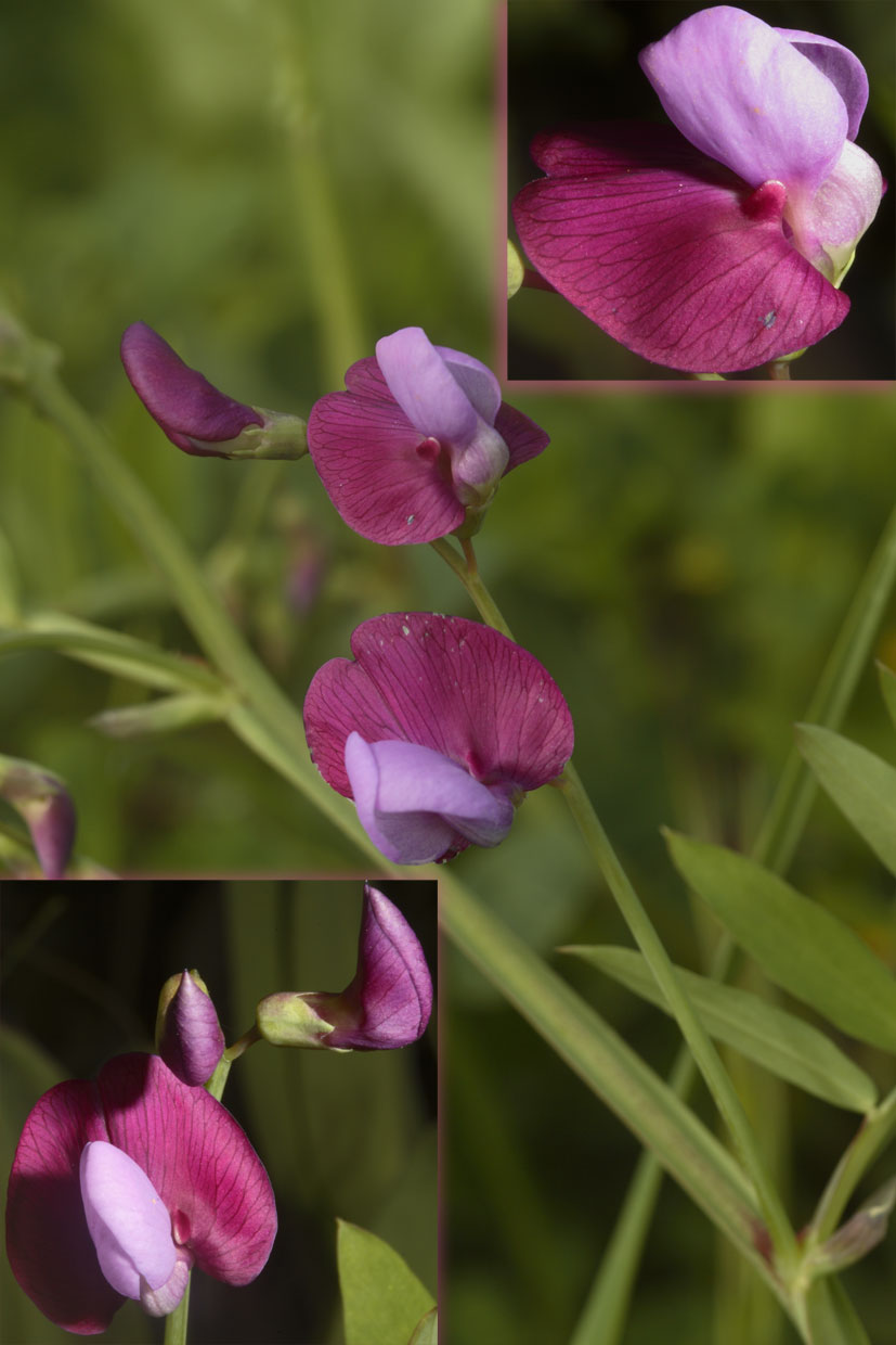 Lathyrus clymenum