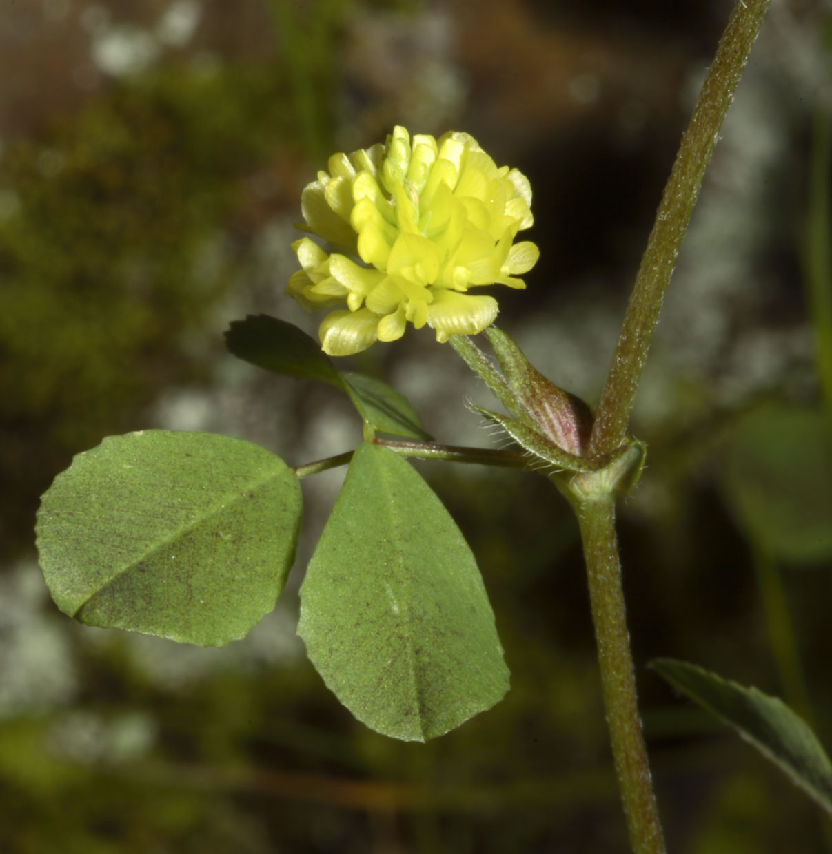 Trifolium campestre / Trifoglio campestre