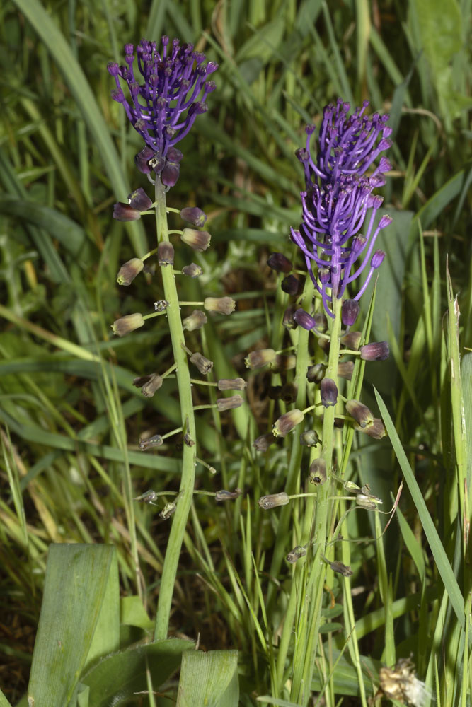 Muscari comosum / Giacinto dal pennacchio