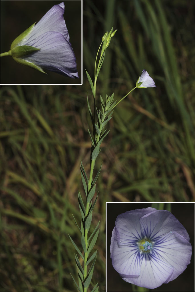 Linum usitatissimum subsp. angustifolium (=L. bienne) / Lino selvatico