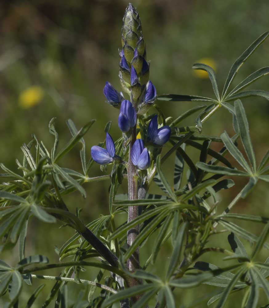Lupinus angustifolius / Lupino selvatico