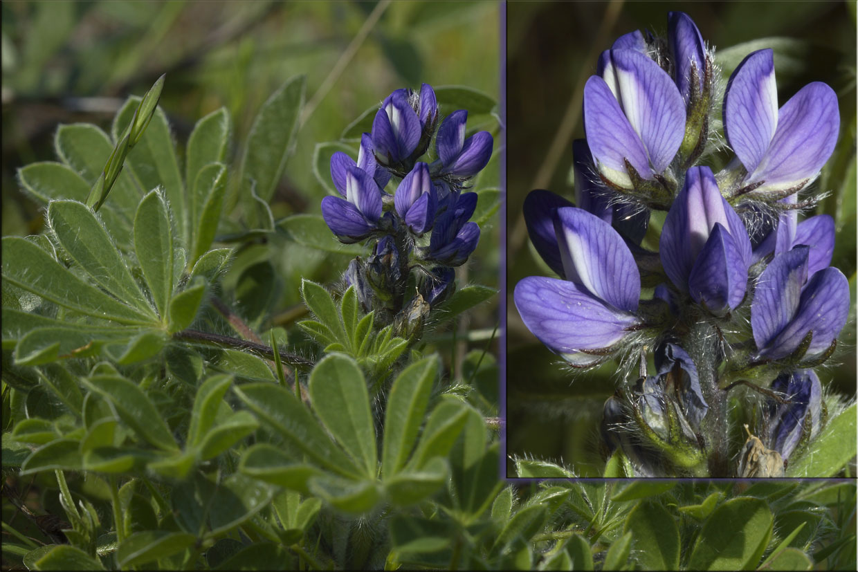 Lupinus gussoneanus (= Lupinus micranthus) / Lupino irsuto