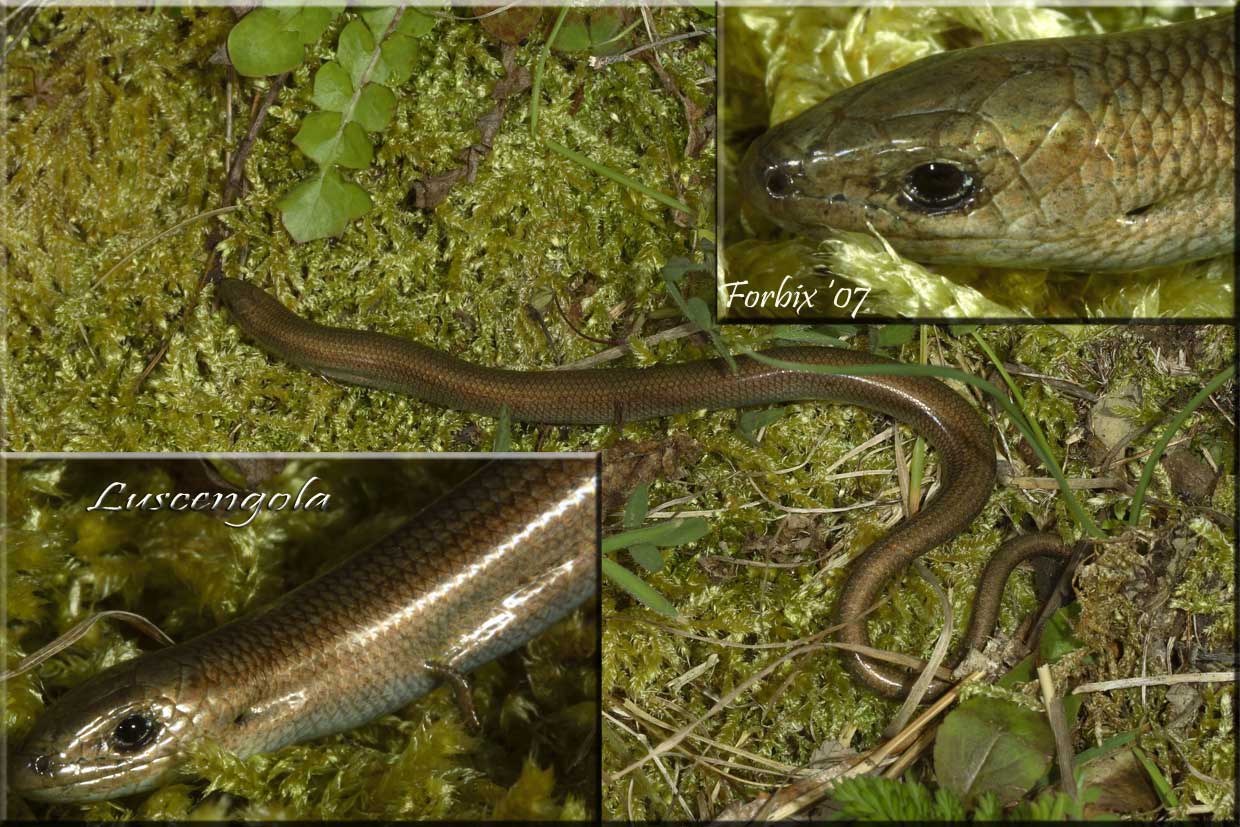 LUSCENGOLA