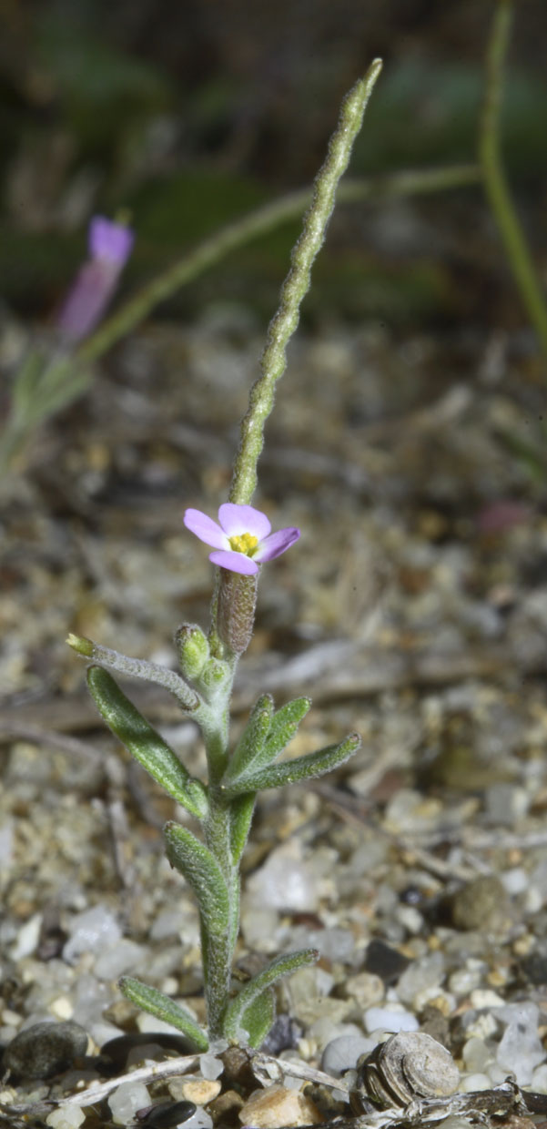 Malcomia ramosissima  / Malcomia