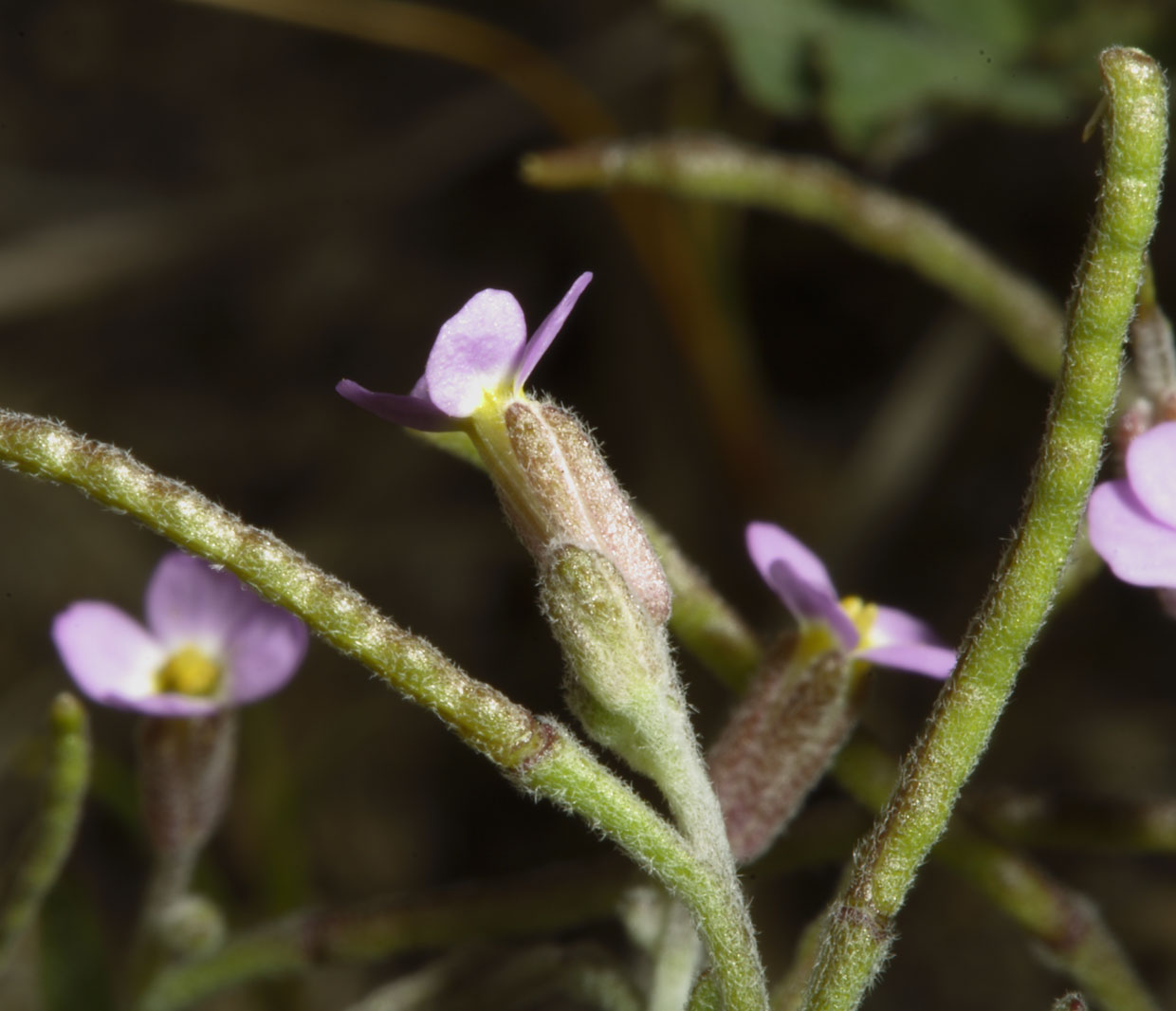 Malcomia ramosissima  / Malcomia
