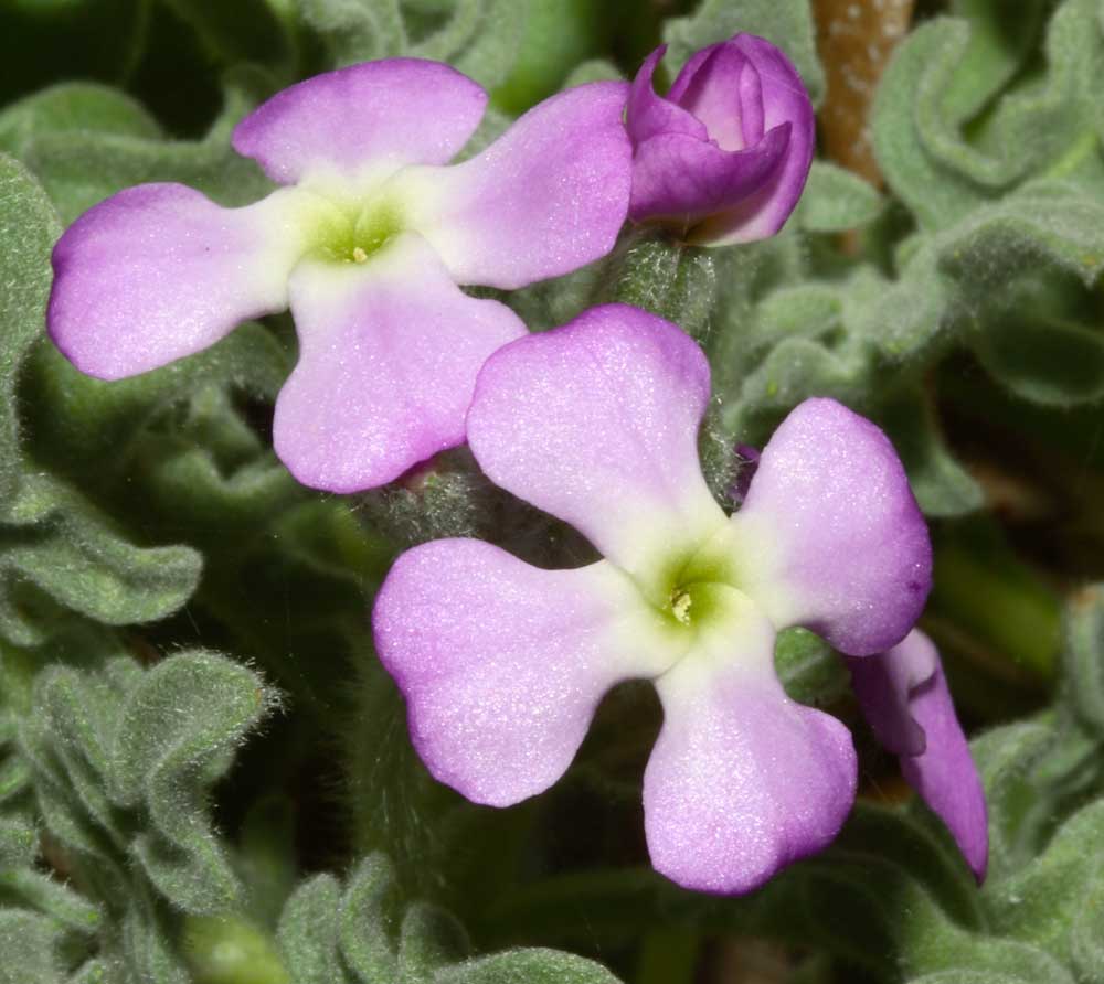 Matthiola tricuspidata.....al 99,99 %.