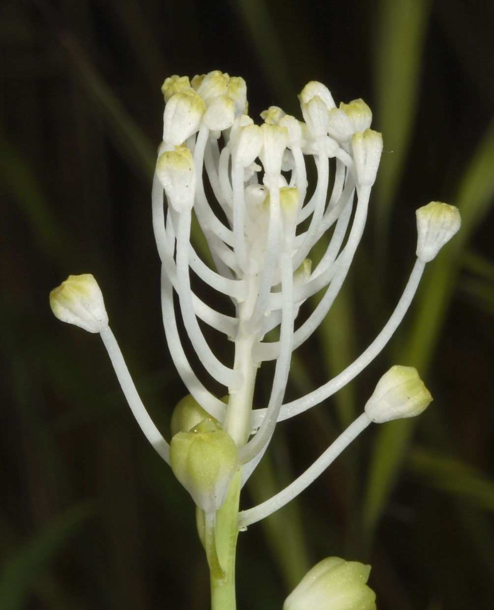 Muscari comosum / Lampagione