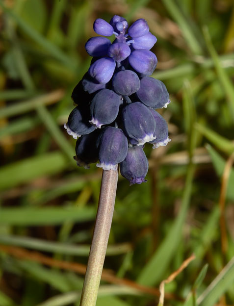 Muscari............