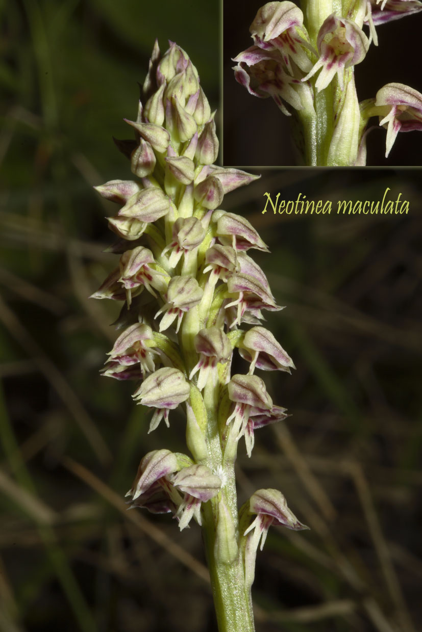 Neotinea maculata