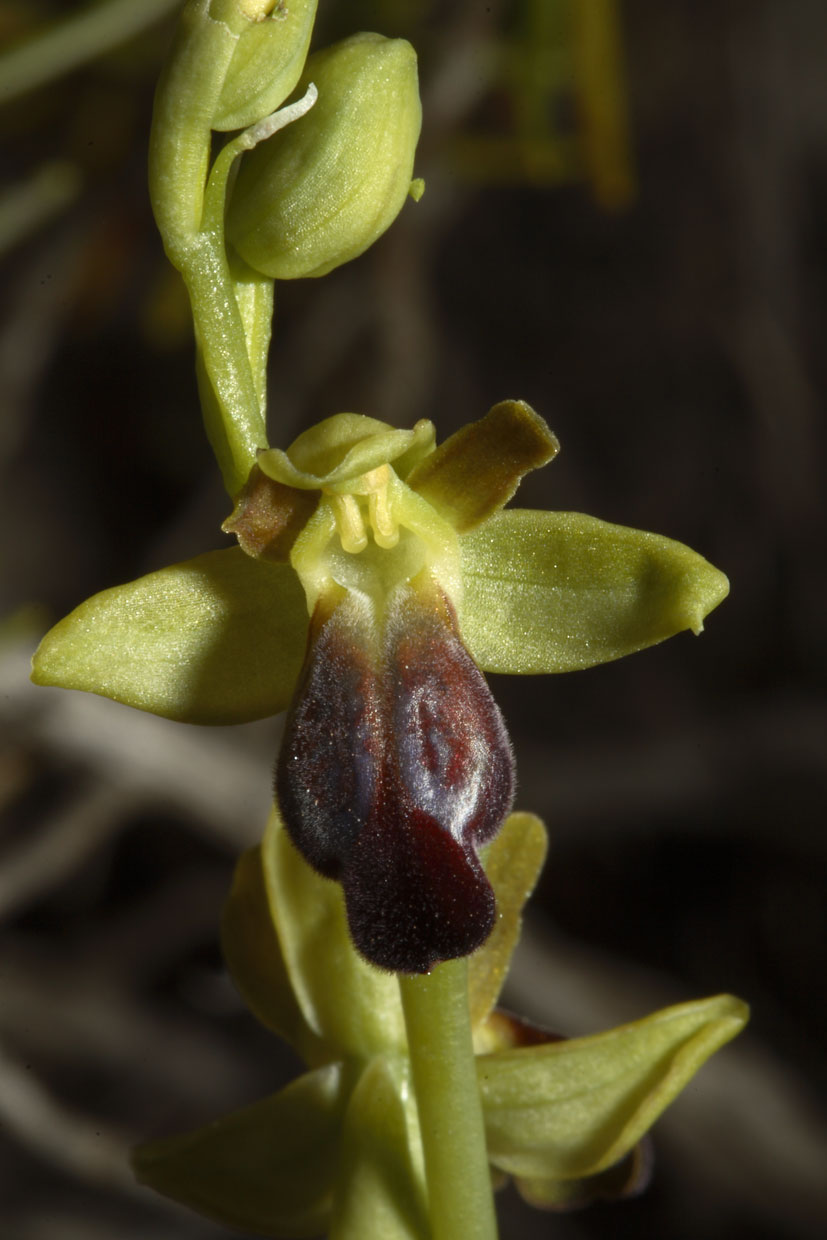 Ophrys funerea