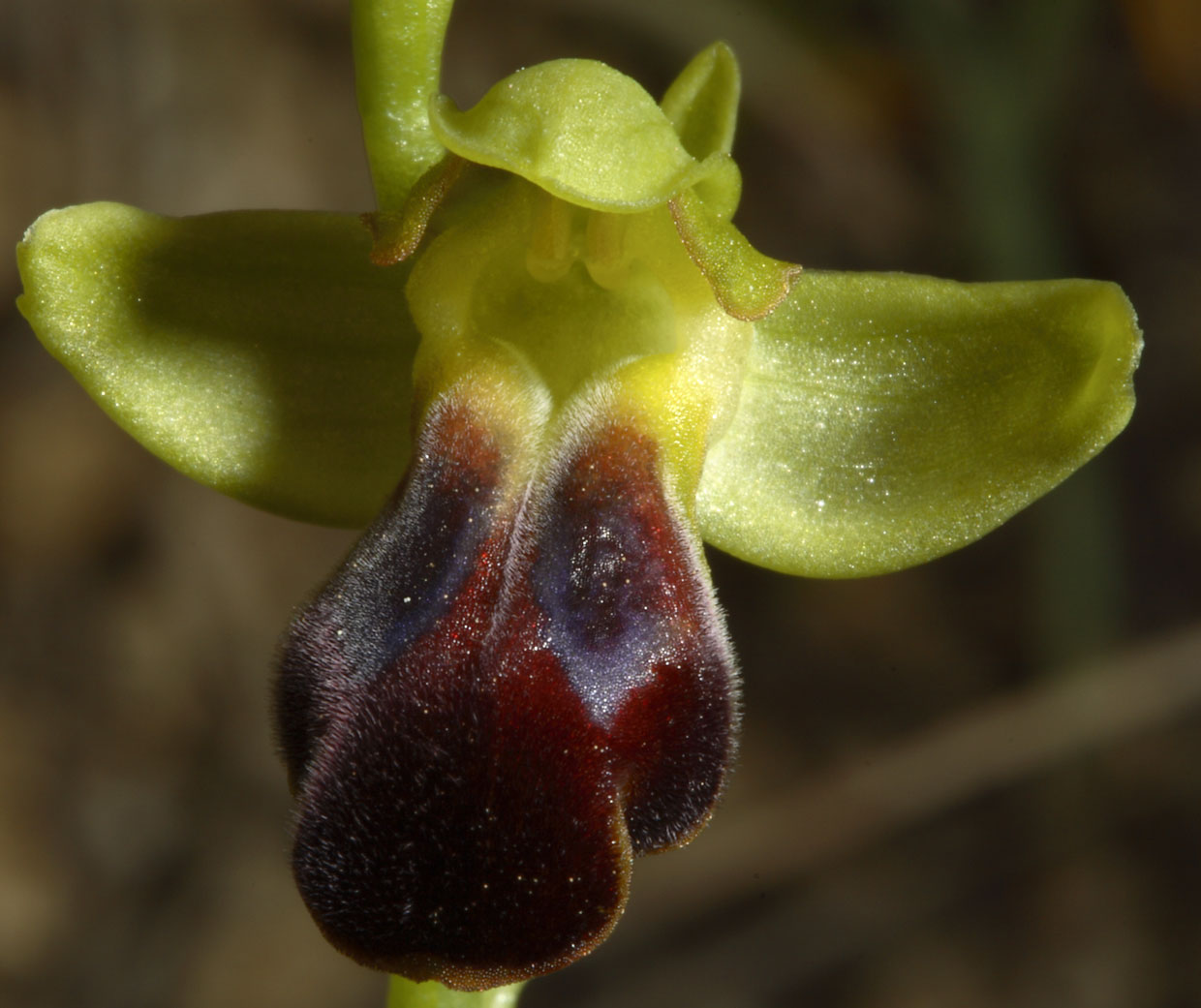 Ophrys funerea