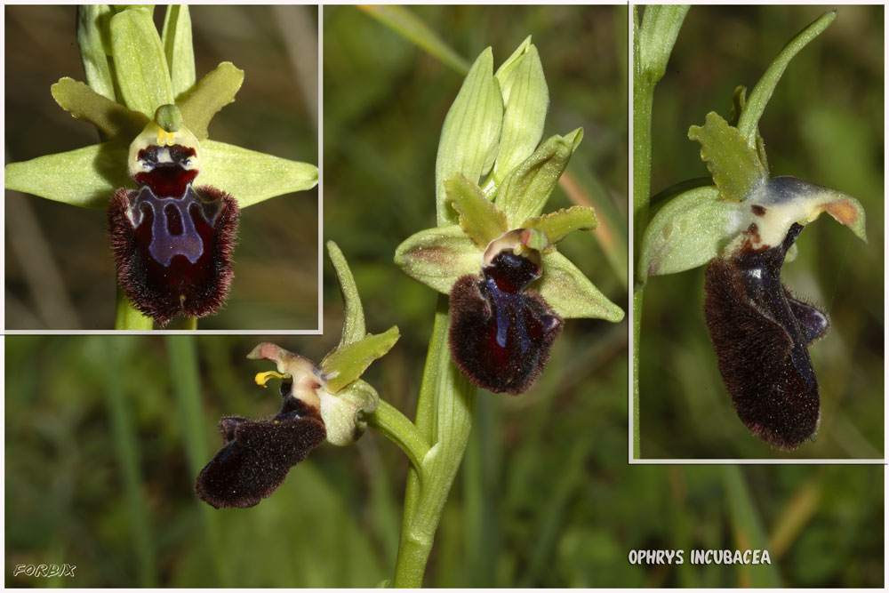 Ophrys incubacea