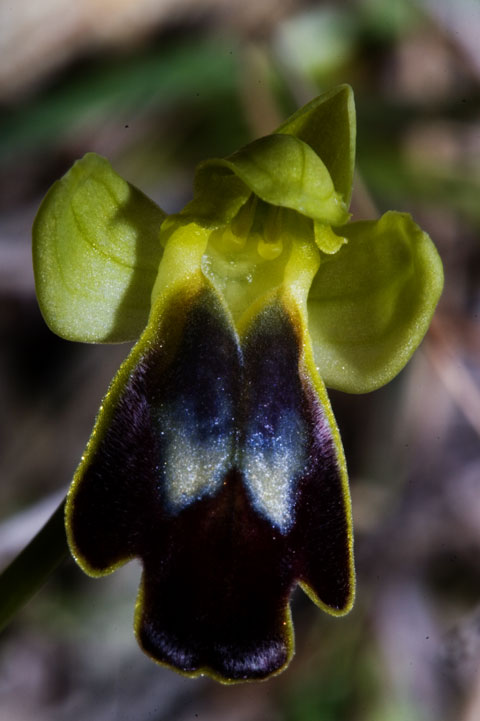 Ophrys lucifera / e stamattina anche la prima .....