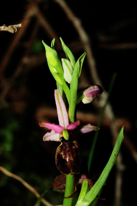 Ophrys exaltata subsp. montis-leonis