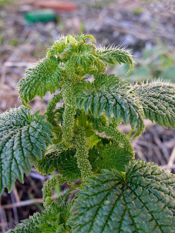 Urtica atrovirens / Ortica verde-scura