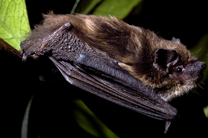 Aiutatemi col pipistrello!