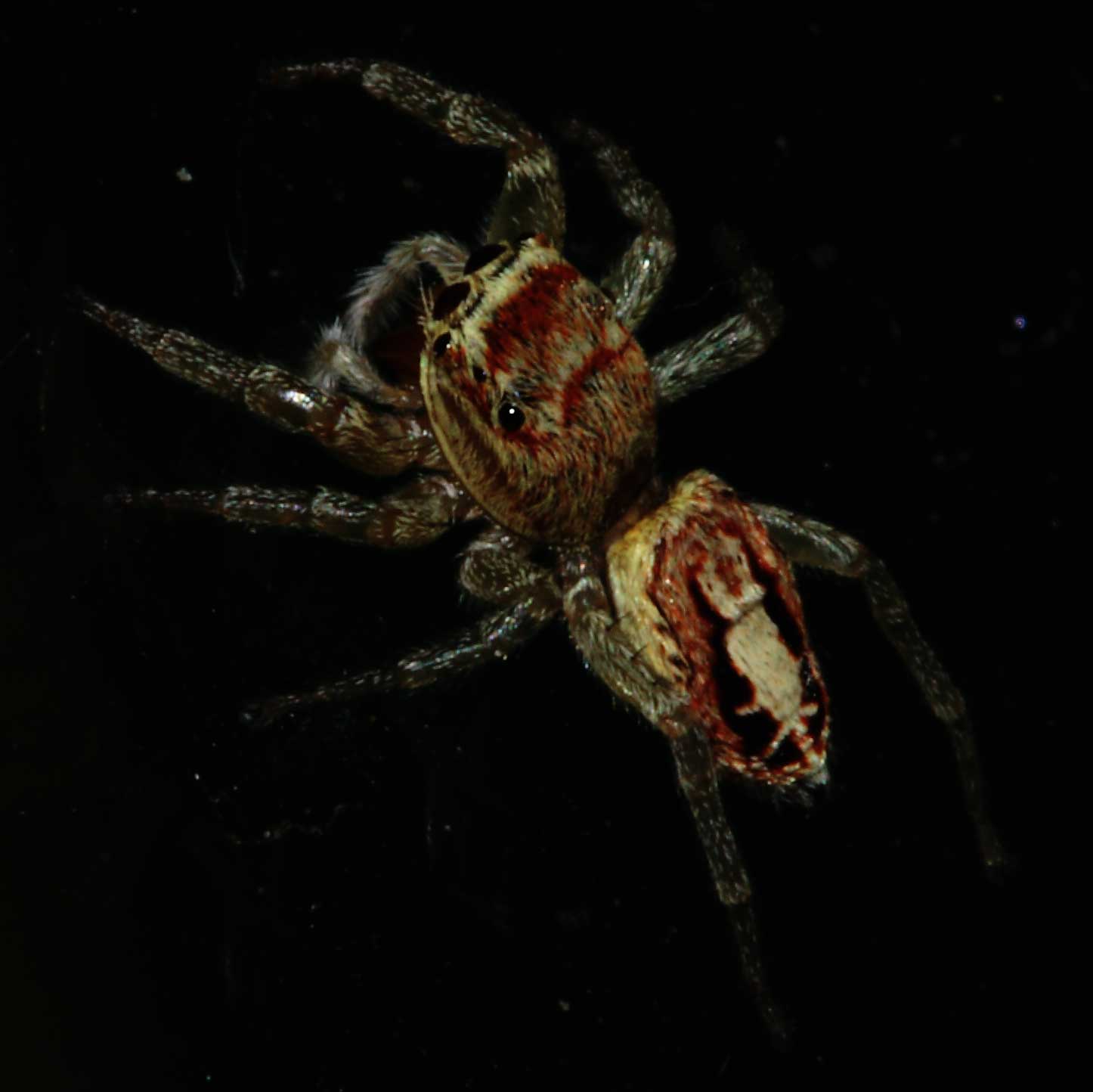 Ragno saltatore (Icius hamatus?)