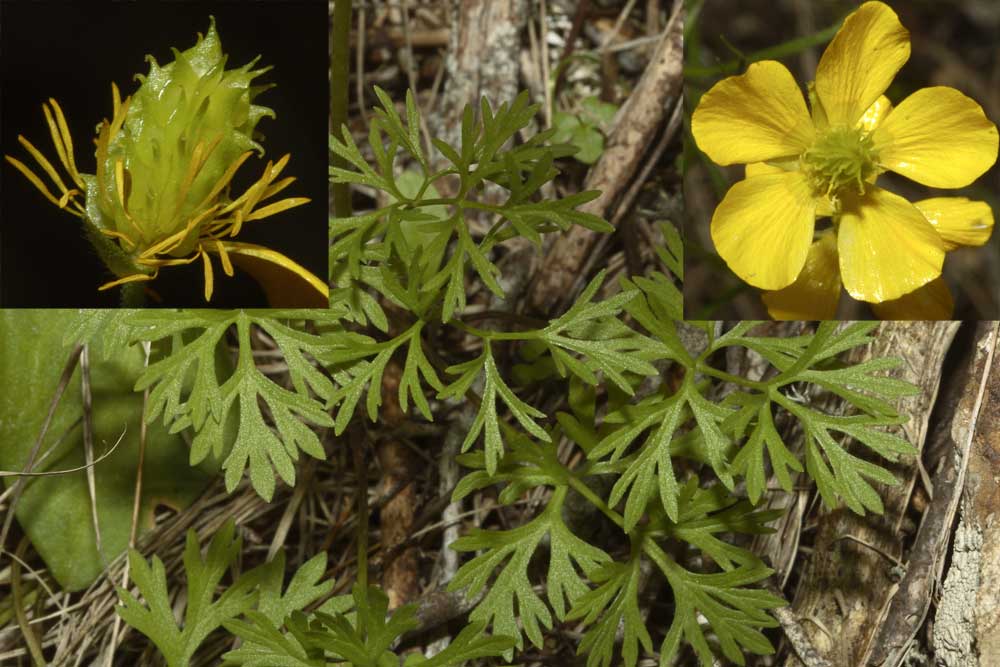 Ranunculus sp