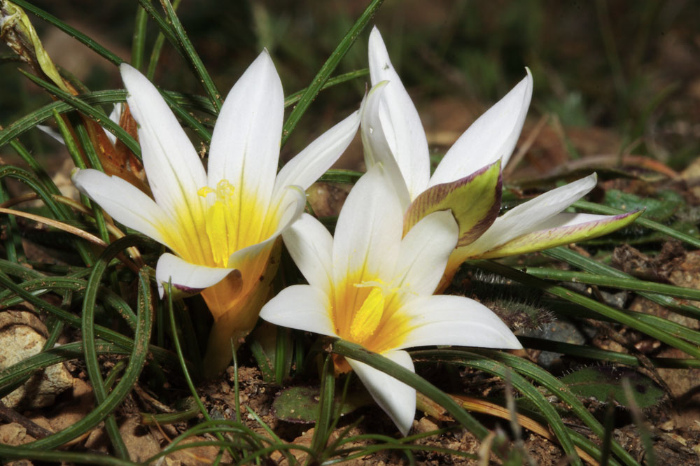 Romulea bulbocodium