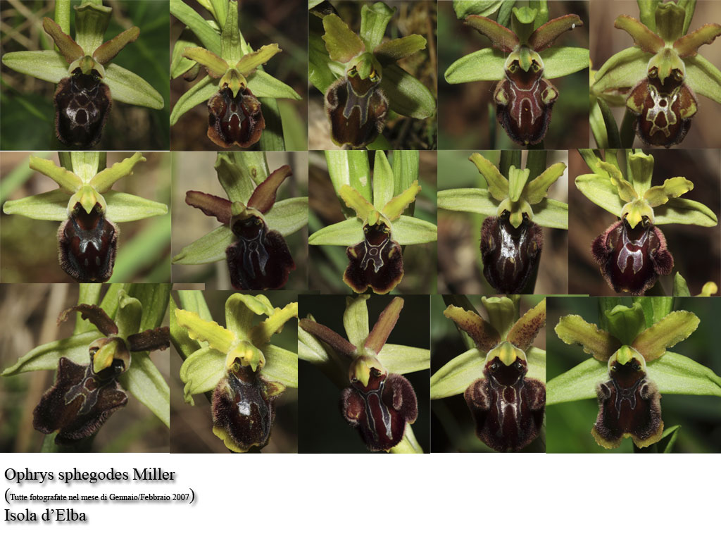 Ophrys sphegodes /....strepitosa variabilit della specie!!!