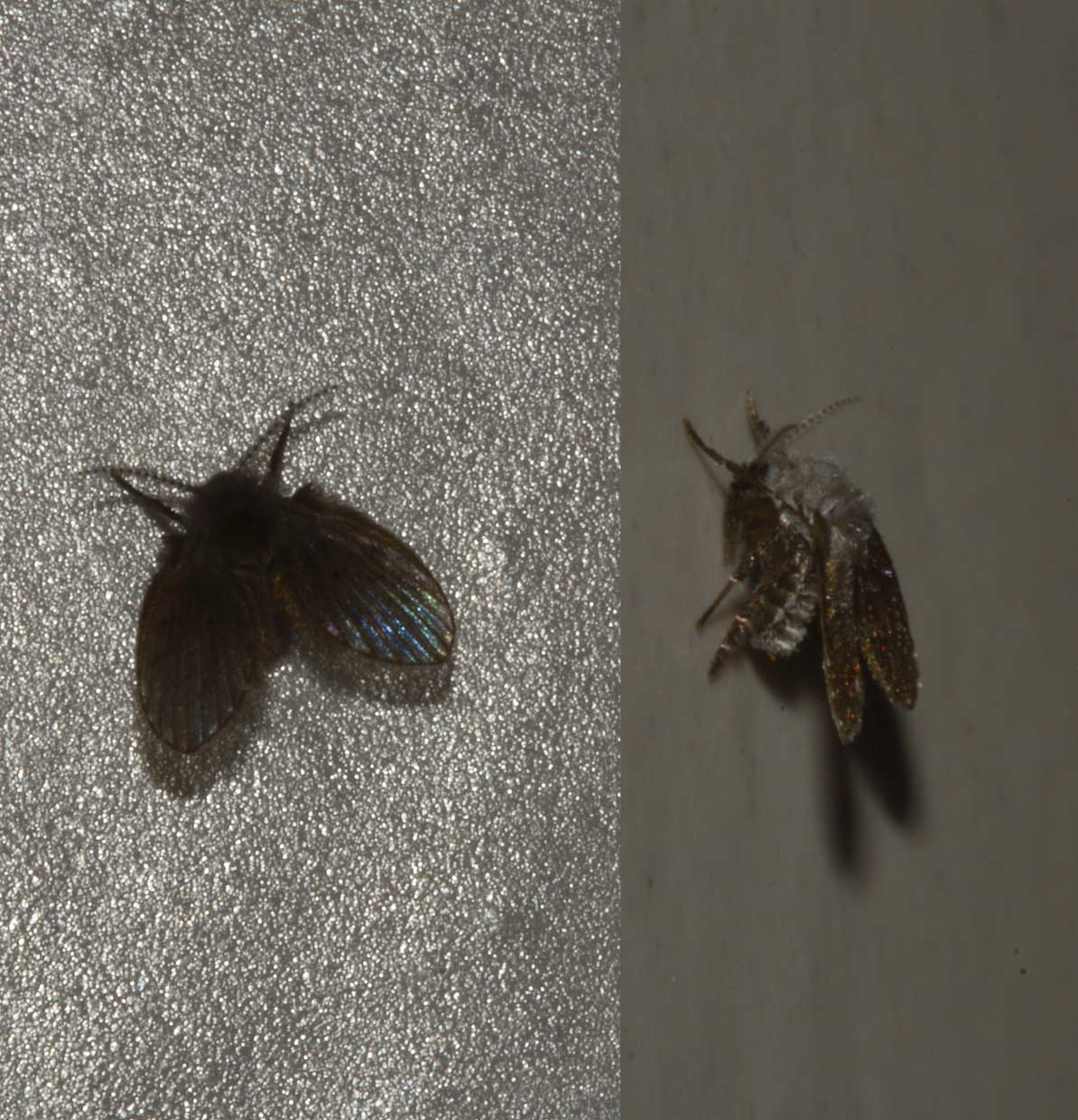 Insetto....delle case! - Diptera, Psychodidae