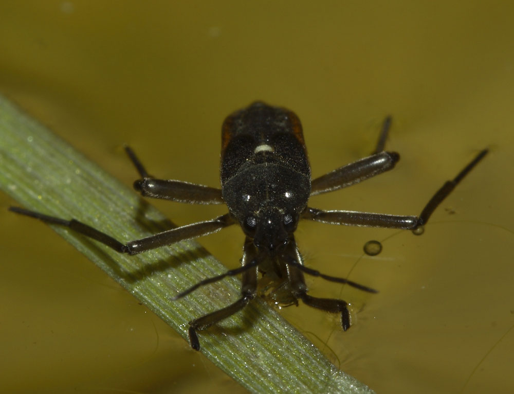 Velia sp. (Heteroptera, Veliidae)